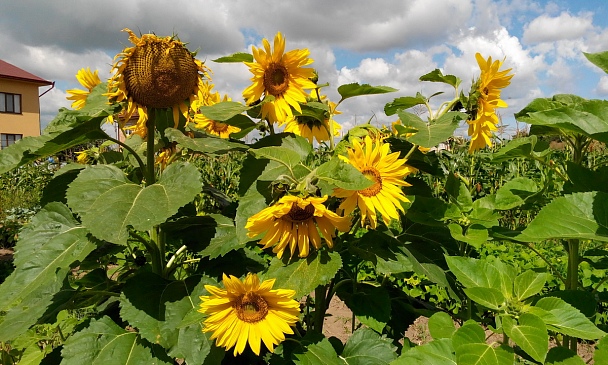 Прикрепленное изображение: 2013-07-21 11-01-37.JPG