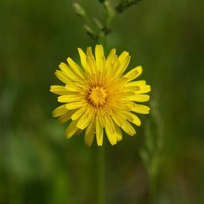 Прикрепленное изображение: IMGP3696.jpg
