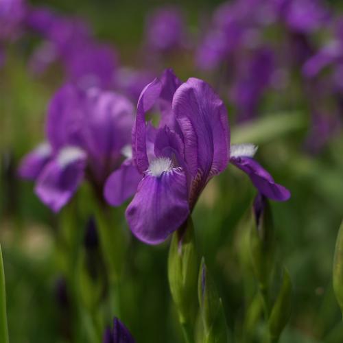 Прикрепленное изображение: IMGP9340_960.jpg