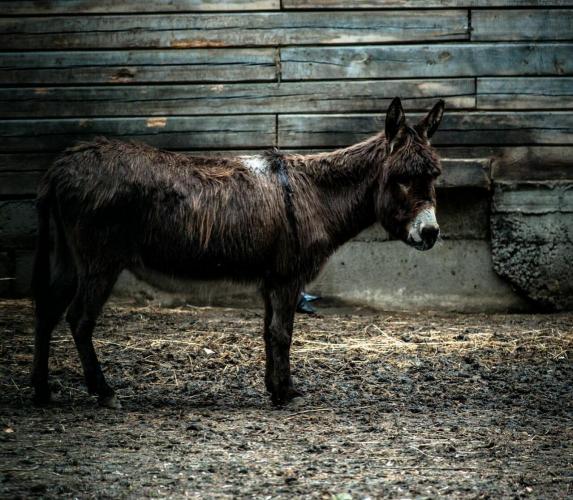 Прикрепленное изображение: ослик.jpg