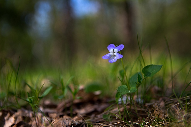 Прикрепленное изображение: IMG_0534 копия.jpg