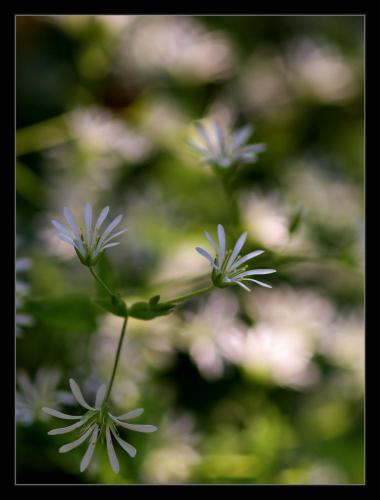 Прикрепленное изображение: 100macro_bokeh2.jpg