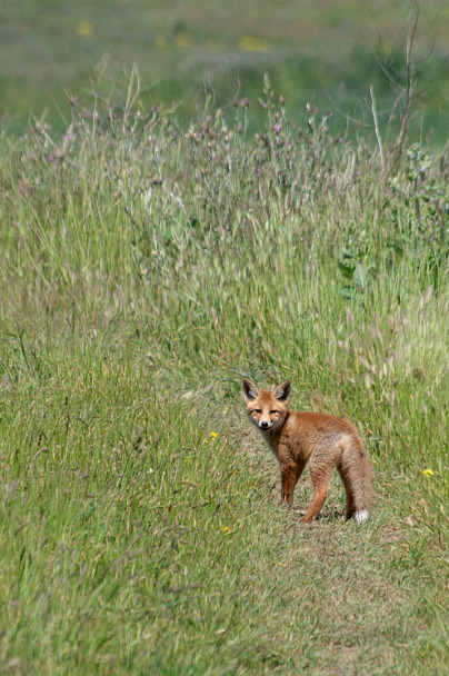 Прикрепленное изображение: IMGP2636_1400.jpg