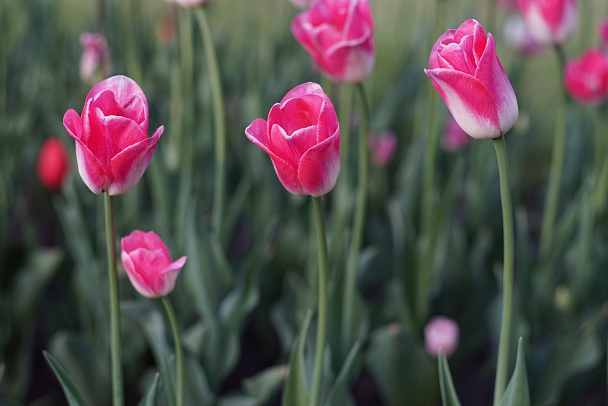 Прикрепленное изображение: Tulips 2017-05.jpg