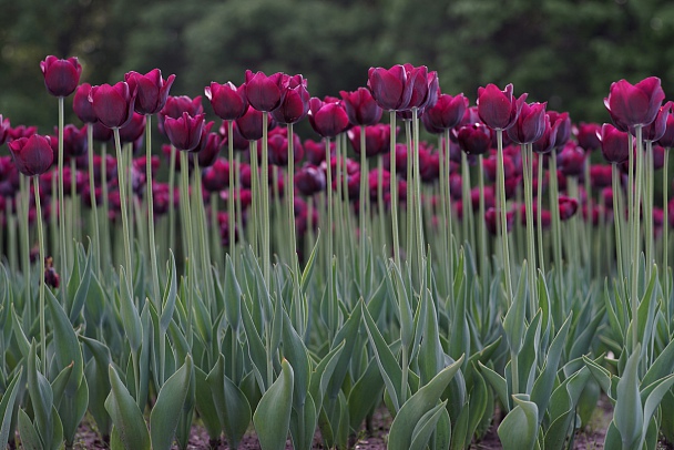 Прикрепленное изображение: Tulips 05-17.JPG