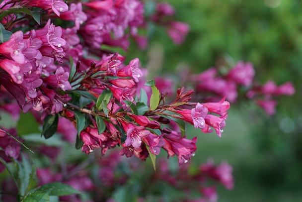 Прикрепленное изображение: flowers 2016 1.jpg