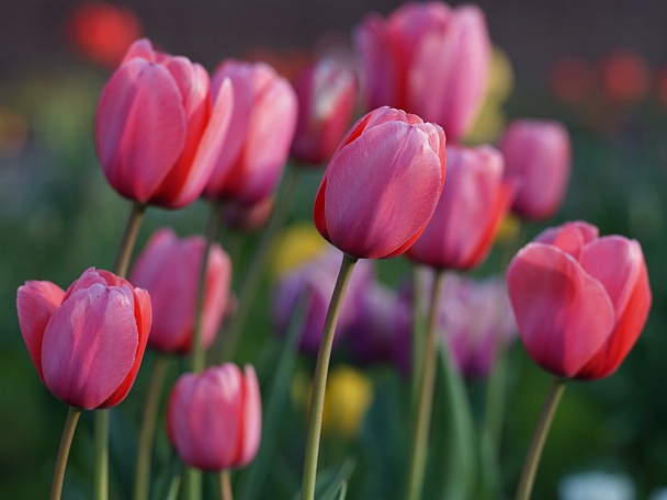 Прикрепленное изображение: tulips 2016-5.jpg