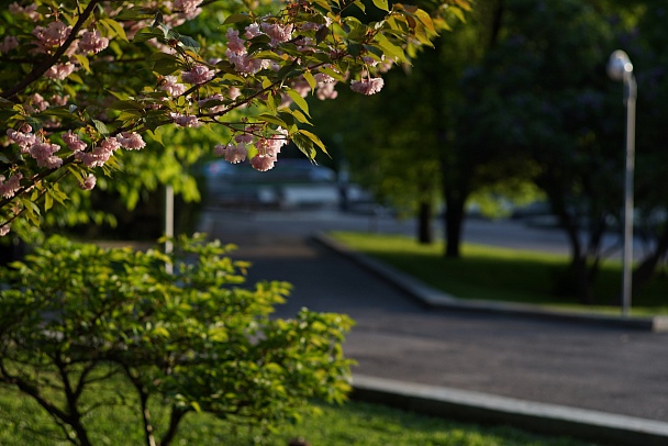 Прикрепленное изображение: Sakura evening pc-1.размер.JPG