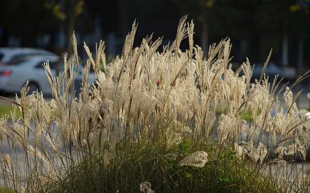 Прикрепленное изображение: City herbs.jpg