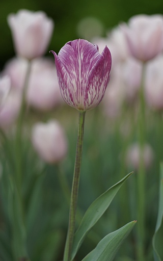 Прикрепленное изображение: Tulip 23 pc.JPG