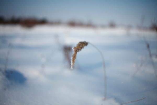 Прикрепленное изображение: _MG_8470.JPG