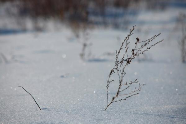 Прикрепленное изображение: _MG_8484.JPG