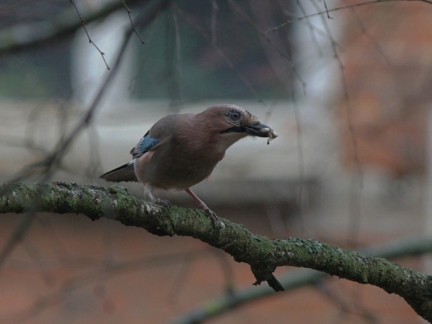 Прикрепленное изображение: IMGP6292_m.jpg