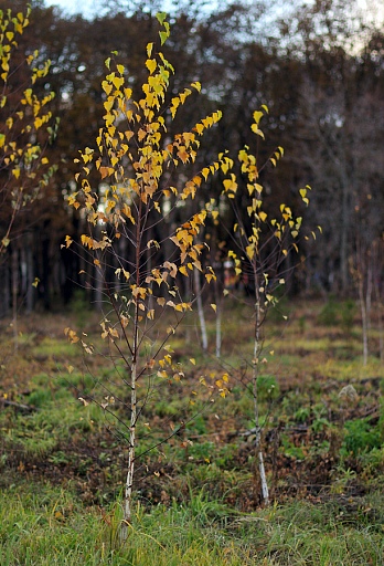 Прикрепленное изображение: IMGP9529-1.jpg