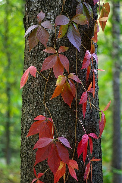 Прикрепленное изображение: IMGP8638-1.jpg