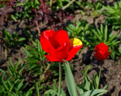 Прикрепленное изображение: tulips.jpg