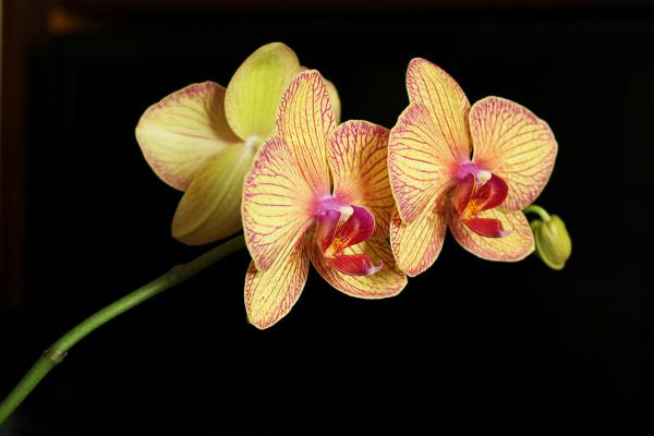 Прикрепленное изображение: Орхидея.jpg