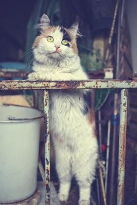 Прикрепленное изображение: 4636606304_5bd154dc2f_z.jpg
