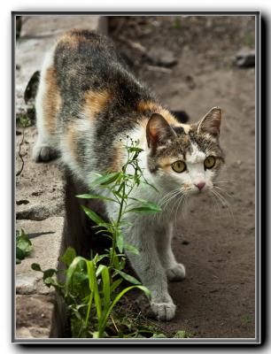 Прикрепленное изображение: SG200915.jpg