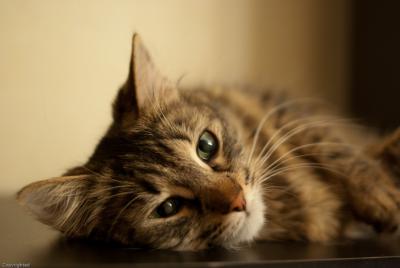 Прикрепленное изображение: kat3.jpg