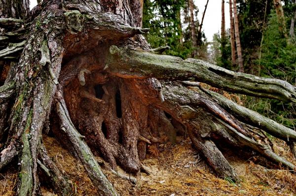 Прикрепленное изображение: Корни сосны на обрыве.jpg