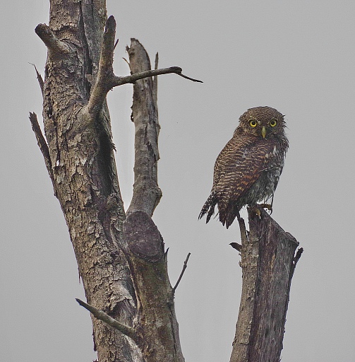 Прикрепленное изображение: Glaucidium brodiei..JPG