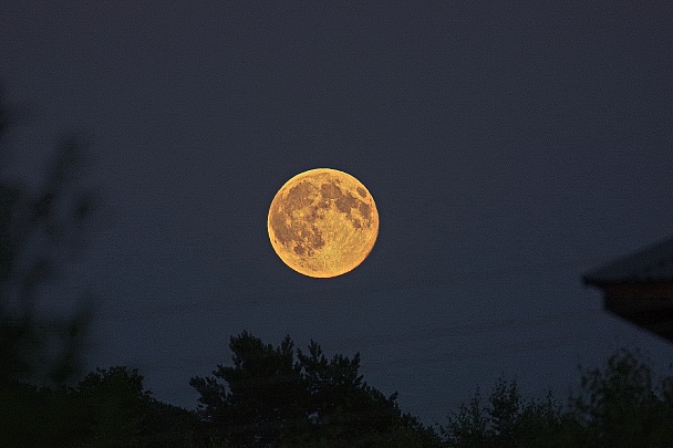 Луна как желтый медведь. Луна Брянск. Огромная Луна в Брянске. Желтая Луна в Брянске. Фото с луной в Брянске.