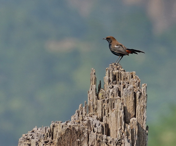 Прикрепленное изображение: Copsychus fulicatus (Indian Robin, Индийский чекан).JPG