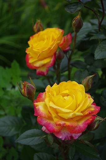 Прикрепленное изображение: Розы.JPG