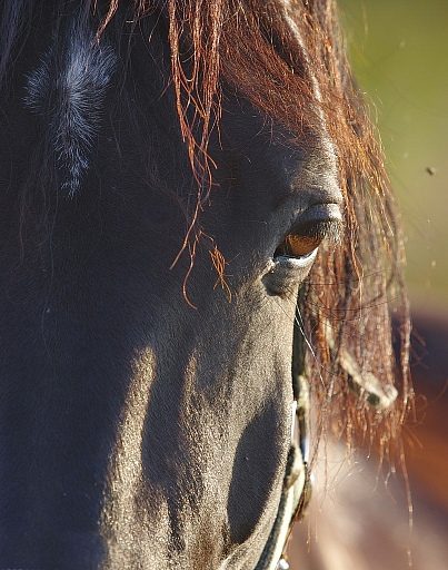 Прикрепленное изображение: Глаз лошади.JPG
