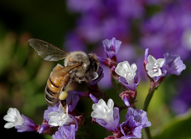 Прикрепленное изображение: Пчела.jpg