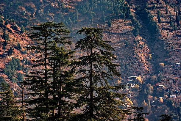 Прикрепленное изображение: Гималайские кедры...jpg