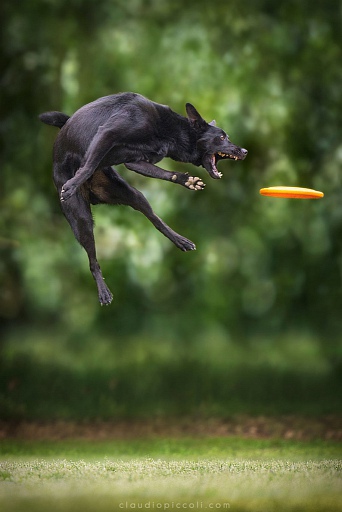 Прикрепленное изображение: dynamic-action-photography-dogs-can-fly-claudio-piccoli-5.jpg