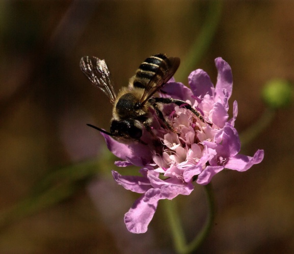 Прикрепленное изображение: Пчела1.jpg