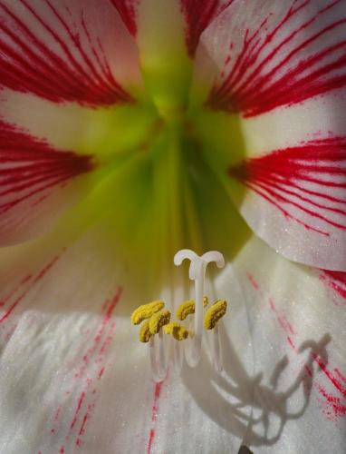 Прикрепленное изображение: Цветок амариллиса.JPG