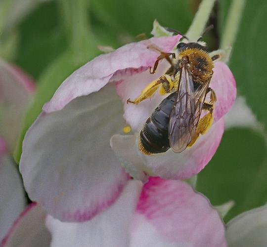 Прикрепленное изображение: Пчела.JPG