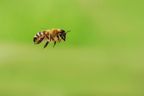 Прикрепленное изображение: Пчела.....jpg