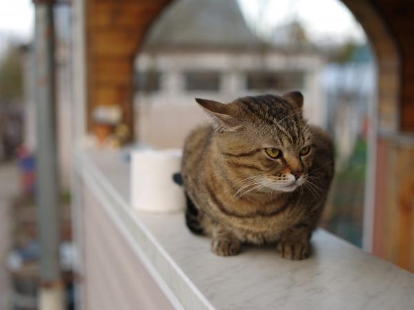 Прикрепленное изображение: 645D0164_PDCU.jpg