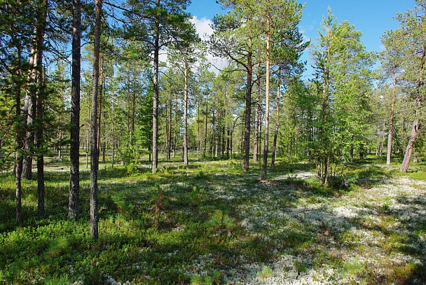 Прикрепленное изображение: IMGP6195.JPG