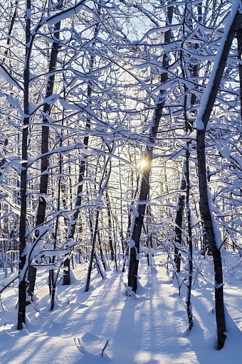 Прикрепленное изображение: Зимний лес 2.JPG