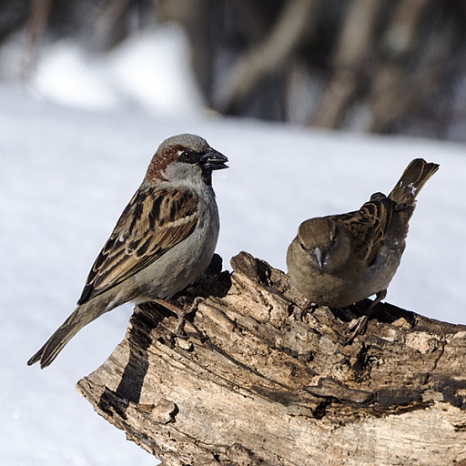 Прикрепленное изображение: DSC_7524.jpg