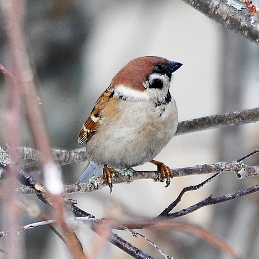 Прикрепленное изображение: DSC_5744.JPG