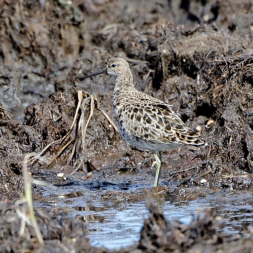 Прикрепленное изображение: DSC_2293_DxO.jpg