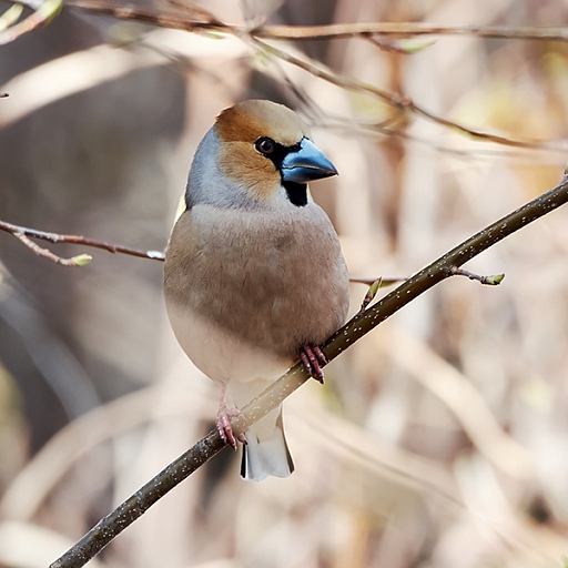 Прикрепленное изображение: DSC_1243.jpg