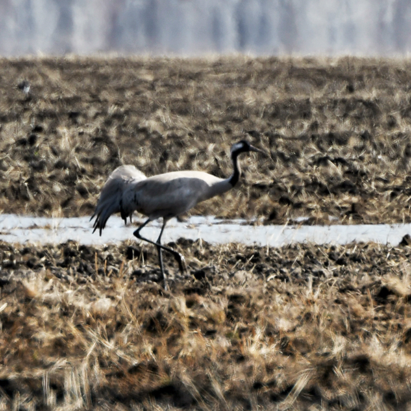 Прикрепленное изображение: DSC_4093.JPG