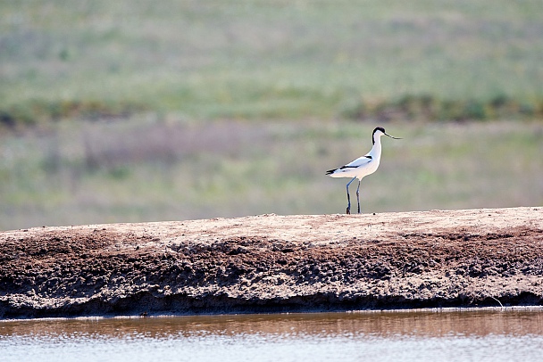 Прикрепленное изображение: 04_DSC_5025.jpg