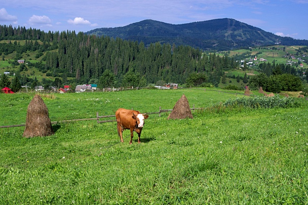 Прикрепленное изображение: IMGP0392-1z.jpg