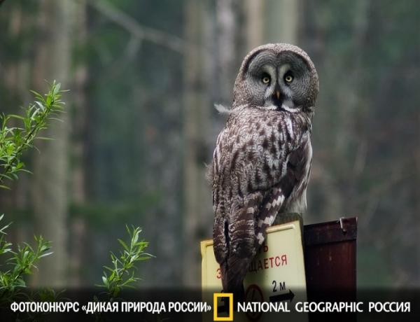 Прикрепленное изображение: NatGeo.jpg