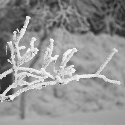 Прикрепленное изображение: frost.jpg