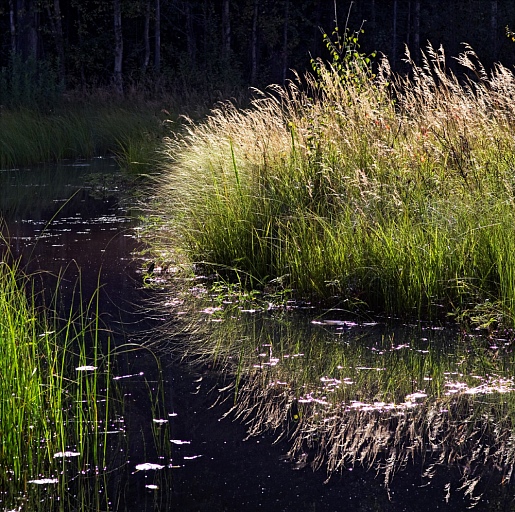 Прикрепленное изображение: IMGP7996---Лебяжка-К600.jpg